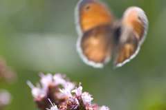 29Jul2008-Schmetterling-unscharf-Tiere